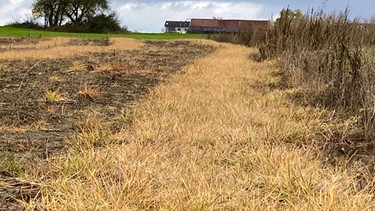 Diesen Acker, auf dem im Sommer Schnittblumen wuchsen, hat der Landwirt im November mit einem Totalherbizid mit dem Wirkstoff Glyphosat gespritzt. | Bild: BR/Christine Schneider