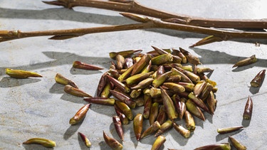 Knospen und Zweige der Balsampappel | Bild: Picture Alliance/dpa