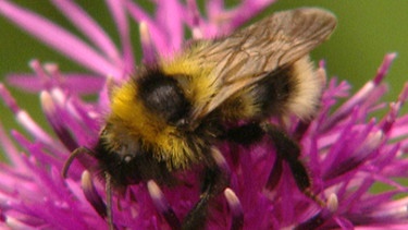 Bienen und Hummeln stellen Honig her und ernähren sich davon. | Bild: BR/TEXT + BILD Medienproduktion GmbH & Co. KG
