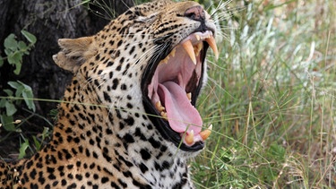 Die "Magie des Leoparden" lockt jährlich hunderttausende Besucher aus aller Welt nach Südafrika. Der Wildlife Tourismus boomt wie nie zuvor und sorgt damit für das Entstehen von Boomtowns wie Nelspruit oder Hoedspruit rund um den Krüger Nationalpark. Heute leben hunderttausende Menschen zumindest indirekt von der Anziehungskraft des Safari-Abenteuers. Der Film zeigt die mögliche Verbindung zwischen Luxustourismus, Umwelt- und Wildtierschutz, sozialer Gerechtigkeit und "Empowerment" als "Modell der afrikanischen Renaissance". Zahlreiche Interviews mit unmittelbar Betroffenen vermitteln die andere, menschliche Seite hinter der faszinierenden Tierwelt des Südlichen Afrikas. Im Bild: Leopard. | Bild: BR/ORF/Manuela Zips-Mairitsch