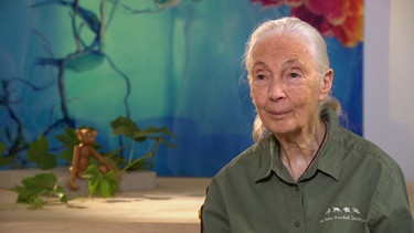 Dr. Jane Goodall. | Bild: BR