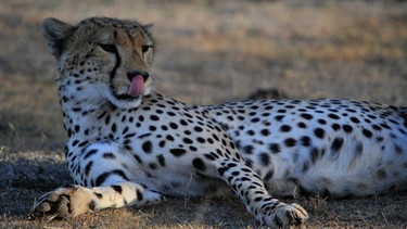 Ein Jaguar in der Serengeti. | Bild: Honorarfrei lediglich für Ankündigungen und Veröffentlichungen im Zusammenhang mit obiger BR-Sendung bei Nennung: Bild: BR/Udo Zimmermann. Die Nutzung im Social Media-Bereich, sowie inhaltlich andere Verwendungen nur nach vorheriger schriftlicher Vereinbarung mit dem BR-Bildarchiv, Tel. 089 / 5900 10580, Fax 089 / 5900 10585, Mail Pressestelle.foto@br.de