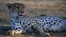 Ein Jaguar in der Serengeti. | Bild: BR