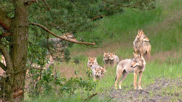 Das Munsterrudel macht es vor: In einem wilden Wolfsrudel ziehen die Elternwölfe die kleinen Welpen zusammen mit ausgewachsenen „Kindern“ aus dem Vorjahr auf. | Bild: BR/Längengrad Filmproduktion/MDR/Sebastian Koerner