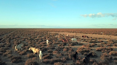 Im Donana-Nationalpark in Andalusien leben wilde Pferde, die Vorfahren der amerikanischen Mustangs. | Bild: BR/NDR/planetfilm/Claudia Rauch