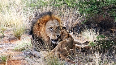 Besonders groß und mit einer prächtigen dunklen Mähne sind die Löwenmännchen in der Kalahari die wahren Könige der Halbwüste. | Bild: BR/NDR/Ralf Quibeldey