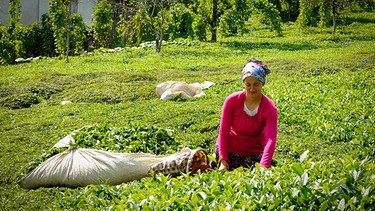In den Bergen der Provinz Rize wird ein kräftiger, aromatischer Schwarztee angebaut. Die Türkei gehört zu den fünf größten Teeproduzenten der Welt. Aber das weiß außerhalb des Landes kaum jemand, weil die Türken so viel Tee trinken, dass fast nichts mehr für den Export übrig bleibt. | Bild: BR/NDR/Lydia Mutschmann