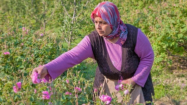 Im südlichen Taurus-Gebirge liegt das Zentrum der türkischen Rosenöl-Produktion. Züchterin Ülku Eryiğit hat einige Felder, die sie im Frühling am frühen Morgen erntet. | Bild: BR/NDR/Bea Müller