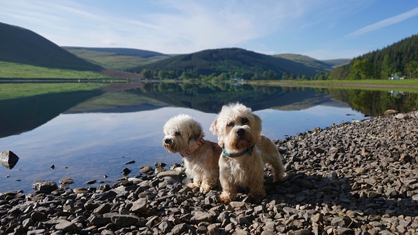 Picture Shows: Dandy Dinmonts at St Mary's Loch. | Bild: BBC/BR/Oxford Scientific Films