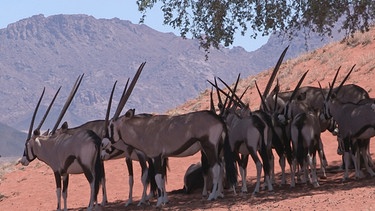 Oryxantilopen suchen unter einer Akazie Schutz vor der sengenden Sonne. | Bild: BR/SWR/Rüdiger Lorenz