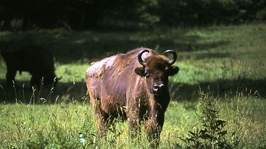 SWR SCHÄTZE DER WELT - ERBE DER MENSCHHEIT " Bialowieza, Polen/Weißrussland - Wildnis unter dem Dach der Urwaldriesen", Film von Thomas Willers, am Sonntag (04.05.03) um 13:15 Uhr im SÜDWEST Fernsehen. Ein Wisent im Bialowieza-Gebiet. © SWR/Willers - Honorarfrei, Verwendung nur im Zusammenhang mit o.g. Sendung bei Nennung "Bild: SWR/Willers" (S2). SWR-Pressestelle/Fotoredaktion, Tel. 07221/929-2287,-3852 oder Fax -2059. | Bild: SWR