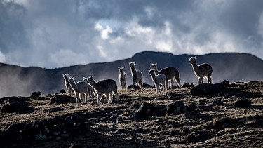 Eine Gruppe Lamas im peruanischen Hochland. | Bild: BR/Michael Martin/Michael Martin