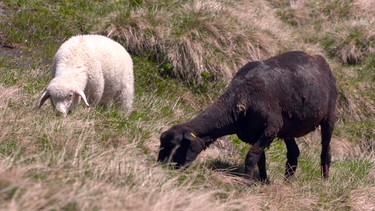 Tausende Schafe überqueren am Beginn der Weidesaison die Ötztaler Alpen und werden aus Südtirol kommend auf die Ötztaler Weidegebiete getrieben. Im Bild: Schafe auf der Niedertalalm. | Bild: ORF/Pammer Film/Wolfgang Niedermair