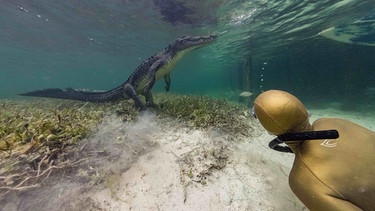 Anna mit einem Krokodil Gattung amerikanisches Salzwasserkrokodil. | Bild: NDR