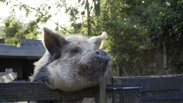 Die Schweinerasse Kunekune stammt aus Neuseeland. | Bild: BBC/Oxford Scientific Films/Chris Holmes
