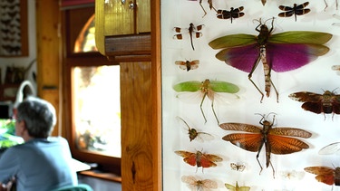 Enrique Murria sucht in den südlichen Pyrenäen Schmetterlinge, um sie zu katalogisieren. | Bild: SWR/navegantes