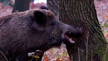 Sie wurden gejagt und abgeschlachtet, in vielen Regionen Europas waren sie vertrieben oder ausgerottet. Doch die Wildschweine sind zurück. Ihre Waffen: Intelligenz, Anpassungsfähigkeit und äußerst scharfe Sinne. Im Bild: Ob Bache oder Eber – der Wald wird mit eigenen Duftstoffen markiert. | Bild: ORF/Wega Film