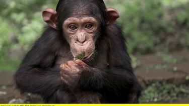 Ein junger Schimpanse, dessen Eltern von Wilderern ermordet wurden. | Bild: NDR/Felix Meschede