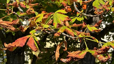 Diese Kastanie in Freiburg im Breisgau verliert die welken Blätter schon Mitte August , da sie von der Rosskastanien-Miniermotte, auch als Biergartenmotte bekannt, befallen ist.  | Bild: dpa-Bildfunk/Valentin Gensch