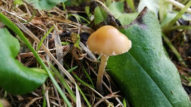 Ein Pilz im Gras. | Bild: BR/Sabine Lindlbauer