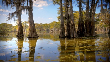 Die Sumpflandschaft Atchafalaya Basin. Es ist das Reich der Cajuns, französischstämmiger Siedler, die vor der Herrschaft der Engländer in diese unwegsame Welt auswichen. | Bild: BR/Prounen Film/WDR