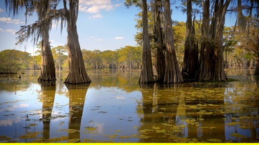 Die Sumpflandschaft Atchafalaya Basin. Es ist das Reich der Cajuns, französischstämmiger Siedler, die vor der Herrschaft der Engländer in diese unwegsame Welt auswichen. | Bild: BR/Prounen Film/WDR