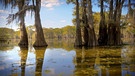 Die Sumpflandschaft Atchafalaya Basin. Es ist das Reich der Cajuns, französischstämmiger Siedler, die vor der Herrschaft der Engländer in diese unwegsame Welt auswichen. | Bild: BR/Prounen Film/WDR