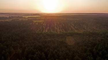 Sonnenaufgang über größtem Mischwaldgebiet Mitteldeutschlands - der Dübener Heide. | Bild: MDR/Simank-Film