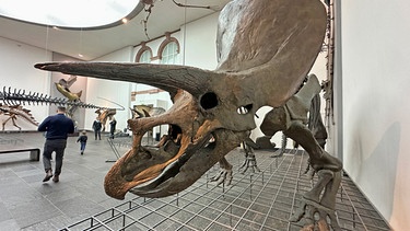 Dino im Senckenberg Museum in Frankfurt am Main. | Bild: HR/Friso Richter