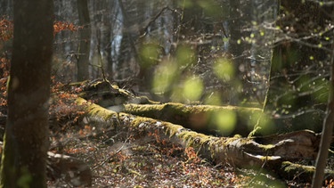 Je dicker der Stamm, umso länger dauert es, bis er wieder zu Humus wird. | Bild: BR/Matthias Hlous