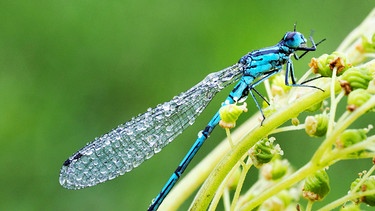 Jahrtausende alt, mystisch, nebelumwoben. Moore sind Lebensraum hoch spezialisierter Tiere und Pflanzen, Klimaschützer und Bewahrer einer noch weitgehend unerforschten Welt an Mikroorganismen. Im Bild: Große Königslibelle. Rund 17 nachgewiesene Libellenarten leben im steirischen Pürgschachen Moor zwischen Admont und Liezen. | Bild: ORF/Posch TV Filmproduktion/Franz Posch