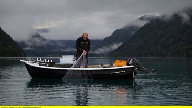 Fischökologe Martin Müller frühmorgens auf dem Weissensee. | Bild: SWR/Bilderfest GmbH/Johannes Holland