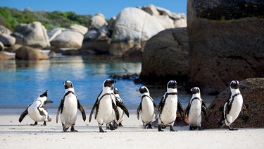 Brillenpinguine nach erfolgreicher Fischjagd am Strand von Kapstadt. Sie sind die einzige frei lebende Pinguinart Afrikas. | Bild: BBC/Shutterstock/Neil Bradfield