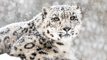 Ein Schneeleopard bei Schneetreiben. | Bild: BBC/Shutterstock/Abeselom Zerit