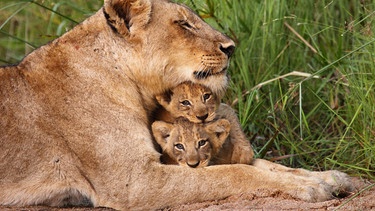 Eine Löwen-Mama mit ihrem Nachwuchs. | Bild: BBC/BR/Shutterstock 2015/Dave Pusey