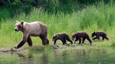 Eine Braunbär-Mutter mit ihren Jungen im Katmai-Nationalpark im Süden Alaskas. | Bild: BBC/BR/Shutterstock 2015/Tony Campbell