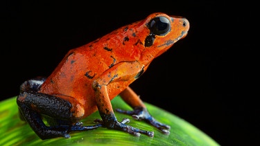 Roter Pfeilgiftfrosch im tropischen Regenwald von Costa Rica. | Bild: BBC/BR/Shutterstock 2015/Dirk Ercken