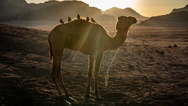 Kamel mit gefiederten Belgleitern im abendlichen Wadi Rum-Tal in Jordanien. | Bild: BR/Michael Martin/Michael Martin