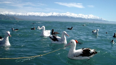 Albatrosse vor der Kulisse der neuseeländischen Südalpen. | Bild: BR/Robert Hetkämper