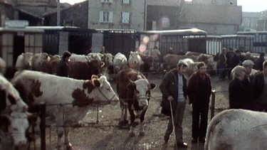 Rinder auf dem Viehmarkt von Costaros. | Bild: BR/RBB