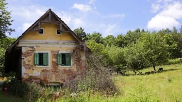 Schafweide der Familie Elpons im Südburgenland. | Bild: SWR/Bilderfest GmbH/Johannes Holland