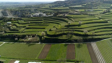 Der Kaiserstuhl ist Deutschlands wärmste Weinregion. Der Klimawandel verändert den Weinanbau vor Ort massiv und existentiell. | Bild: SWR