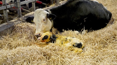 Fast eine Idylle: ein neugeborenes Kälbchen mit seiner Mutter. Doch Kuh und Kälbchen werden rasch nach der Geburt getrennt. | Bild: SWR