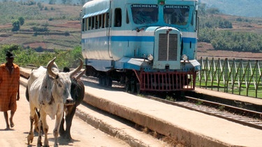 Jeder auf seiner Spur: die Zebus und die Micheline. | Bild: SWR/Susanne Mayer-Hagmann