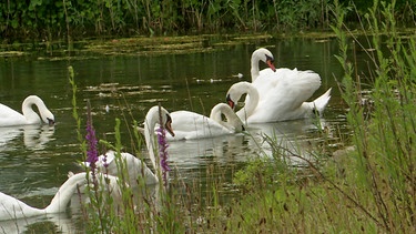 Naturparadiese von Menschenhand - die Moselaue im Dreiländereck von Frankreich, Deutschland und Luxemburg. | Bild: SR/Sabine Frank