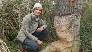 Echte Wildnis im Anklamer Stadtbruch - hier ist der Biber der Architekt. | Bild: BR/Sascha Alexander Keller