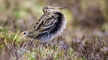 Millionen von Menschen beobachten in ihrer Freizeit Vögel und treten so in Kontakt zur Natur. Die Forschung zeigt: Das baut Stress ab und macht uns glücklicher. Eine intakte, artenreiche Natur fördert unser Wohlbefinden. Sogar Vogelgesang wird mit unserer Zufriedenheit in Verbindung gebracht. Ist das der Grund, warum sich so viele Menschen für die Vogelwelt begeistern? Welche anderen Motive machen uns zu "Birdwatchern"? In dieser Dokumentation erzählen "Birdwatcher" von der Magie des Gefiederten und wie sich die Vogelbeobachtung auf sie auswirkt. Im Bild: Doppelschnepfe. | Bild: ORF/Leander Khil