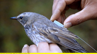 Ein Vogel bekommt einen der neuen, nur 5 Gramm leichten Satelliten-Sender. | Bild: SWR/Context-Film/Harry Vlachos