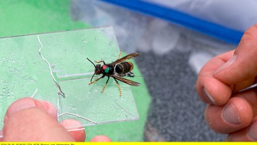 Eine an einem Bienenstock gefangene Asiatische Hornisse bekommt einen Mini-Sender, der den Ort verraten soll, wo das Nest hängt. | Bild: NDR