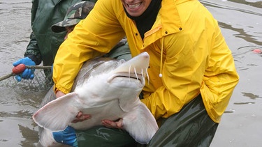 Willi und zwei Mitarbeiter des Fischereibetriebs Wöllershof. Hier werden die riesigen Störe gezüchtet, die vom Aussterben bedroht sind. | Bild: BR/megaherz gmbh